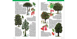 Chile: Guía rápida. Funga, Flora y Fauna